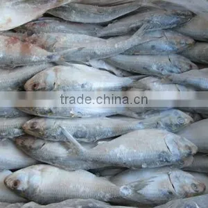 Frozen Sardine thumbnail-1