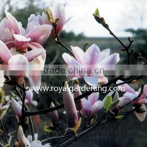 Magnolia Soulangeana Flower Trees thumbnail-1