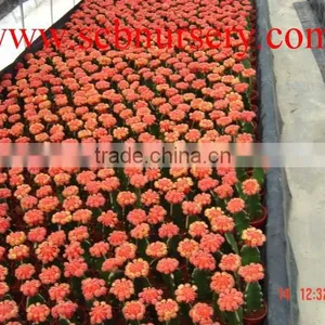 Cactus Y96 thumbnail-2