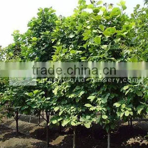 Magnolia Soulangeana Nursery thumbnail-1