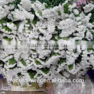 Artificial Plants Statice White Cut Fresh Flowers For Gathering thumbnail-3