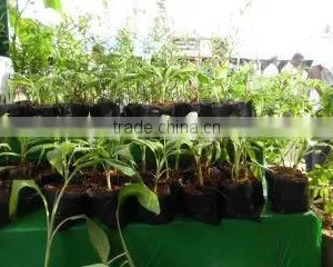 Grow Cube thumbnail-1