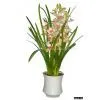 Sell Cymbidium Orchid thumbnail-1