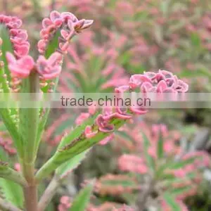 Pet Plant, Mini Plant, Miniplant thumbnail-4