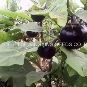 Round Shape Purple Eggplant Seeds Vegetable Seeds thumbnail-4