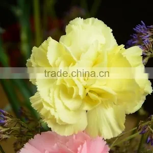 Color Liberty Best Selling Yellow Carnation Flowers thumbnail-1