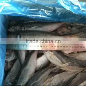 Sea Frozen 100-150g Horse Mackerel or Sacd From China thumbnail-6
