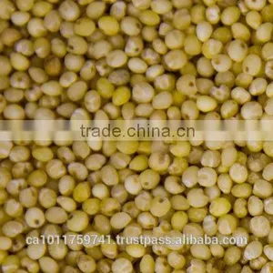 Hulled Millet thumbnail-1