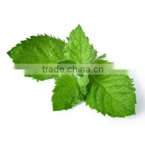 Mentha Oil thumbnail-1