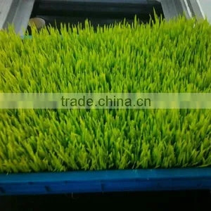 Seedling Planting Machine/oat Sprout Machine/ Wheat Sprout Machine thumbnail-5