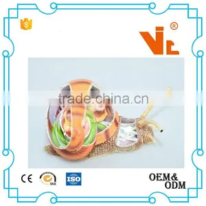 V-AM055 4D MASTER Snail Specimens Anatomical Model thumbnail-2
