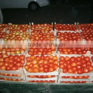 Fresh Tomato thumbnail-3