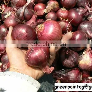 Red Onion thumbnail-1