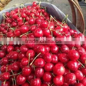 Bagged China Fresh Cherries Price Lower and High Quality thumbnail-1