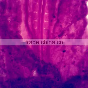 Chick Embryo Prepared Slides thumbnail-3