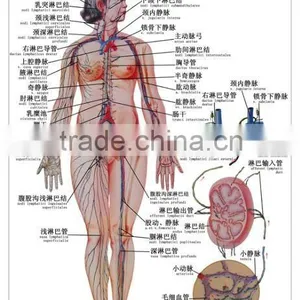 Artpaper Medical Wall Chart--lymphatic System thumbnail-1