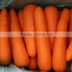 Fresh Carrot thumbnail-1