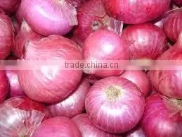 Fresh Red Onion From India thumbnail-1