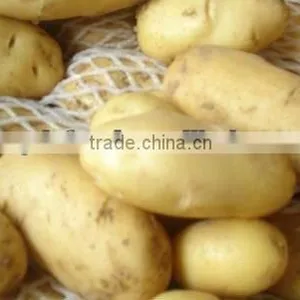 New Crop Farm Fresh Yellow Potatoes(fresh Russet Potato) thumbnail-1