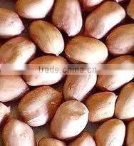 Peanuts in Shell thumbnail-6