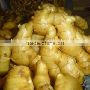 Fresh Washed Ginger thumbnail-6