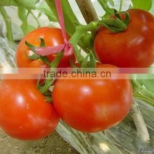 PP Tape Material Twisted Agricultural Baler Twine Ball thumbnail-3