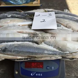 Frozen Pacific Mackerel thumbnail-1