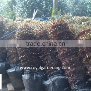 Cycas Revoluta thumbnail-2