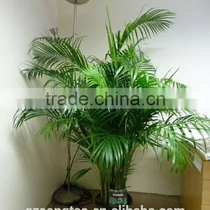 Low Price Songtao Artificial Plants thumbnail-4