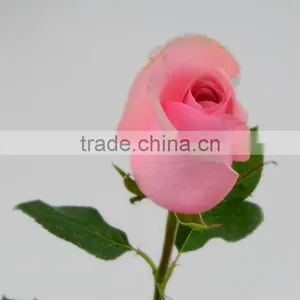 Roses in Delhi Fresh Roses From Kunming Yunnan thumbnail-6
