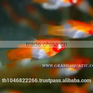 Santa Swordtail Fish Farm - Tropical Fish For Sale thumbnail-2