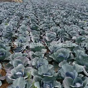 Heat Resistant f1 Hybrid Cabbage Seeds thumbnail-5