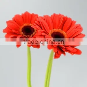 Durable Savanna Red Gerbera Flower thumbnail-6