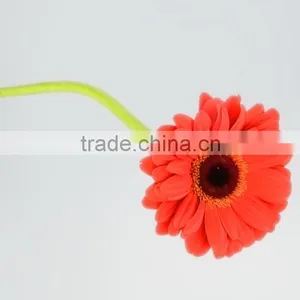 Bottom Price Savanna Dubai Fresh Flower Red Color Gerbera thumbnail-3