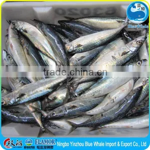 Mackerel Factory Supply Frozen Pacific Mackerel Scomber thumbnail-3