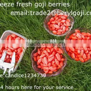 IQF Goji Fruit thumbnail-2