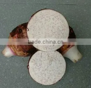 Vietnam Fresh Taro With Best Price and Good Quality thumbnail-3