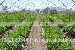 Versatile Tropical Greenhouses for NFT, Hydroponics and Drip Irrigation thumbnail-5