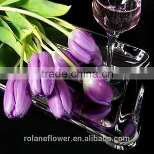 the Elegent High Quality Tulip Flower for Wholesale thumbnail-1