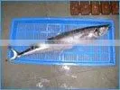 King Fish Whole Round or King Fish Head On Gutted thumbnail-1