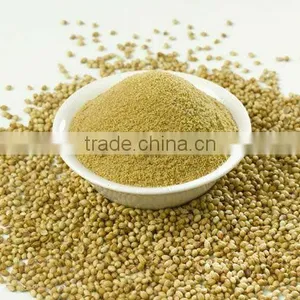 Coriander Powder thumbnail-1