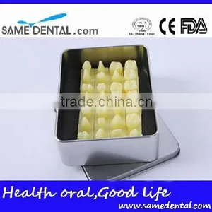 Dental Models 1.2 Times the Tooth Model School Education Teaching thumbnail-3