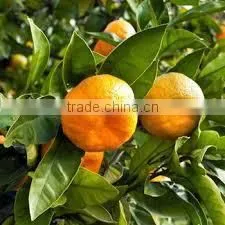 FRESH MANDARIN thumbnail-3