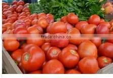 Red Tomatoes thumbnail-1