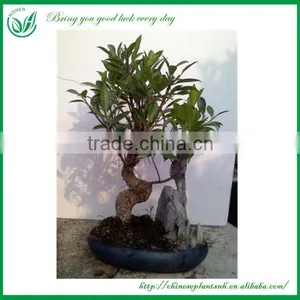 Ficus Mini Bonsai thumbnail-4