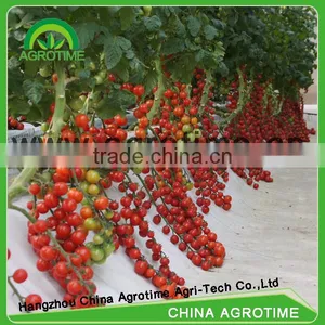 Orchid Tissue Culture For Plant thumbnail-1
