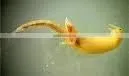 Wholesale Shrimp thumbnail-1