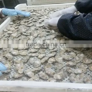 Clam Variety Frozen Half-shell Short Necked Clam thumbnail-3
