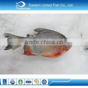 Wild New Arrival Red Pomfret Fish From China thumbnail-1