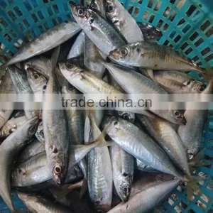 Horse Mackerel Frozen New Fish Seafood Small Eye Horse Mackerel thumbnail-1